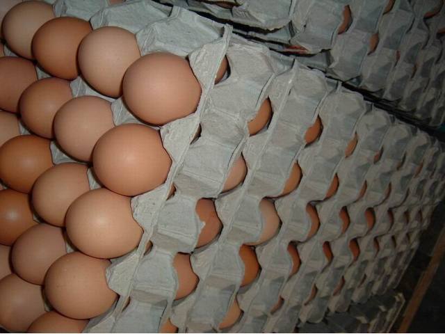 Farm Fresh chicken egg white and brown size : 40g-50g-60g-65g-70g
