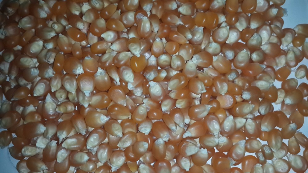 Popcorn kernel