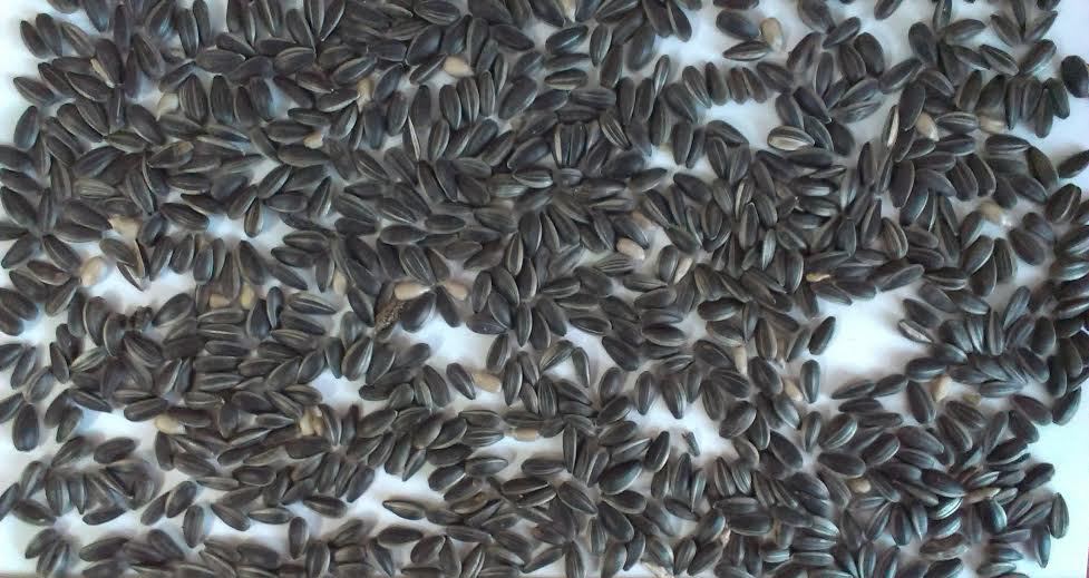 sunflower seeds for birds sunflower seeds for birds