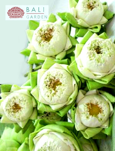 新鮮なカット蓮の花白新鮮な切り花の種類の新鮮な切り花問屋・仕入れ・卸・卸売り