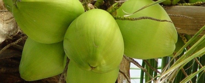 Fresh Young Coconut (Diamond/ Polish Shape)