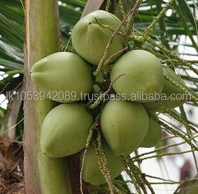Organic Cold Pressed Virgin Coconut Oil Lowest Price Good Quality