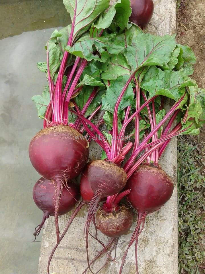Maruti Beet Root Seeds Red Queen F1 Hybrid Agriculture Seeds Buy