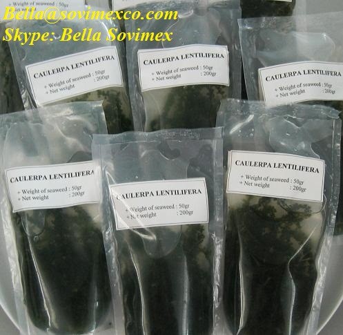 salted seagrapes(in brine).jpg