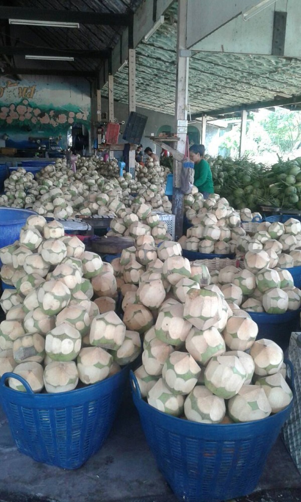 Young Thai Coconut Buy Organic Young Thai Coconuts Product on