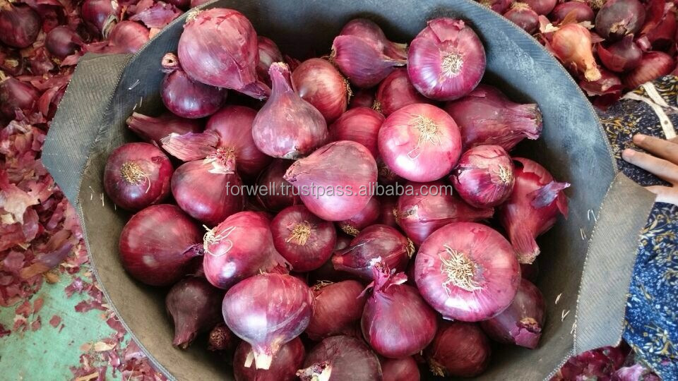 Fresh Onion spring onion