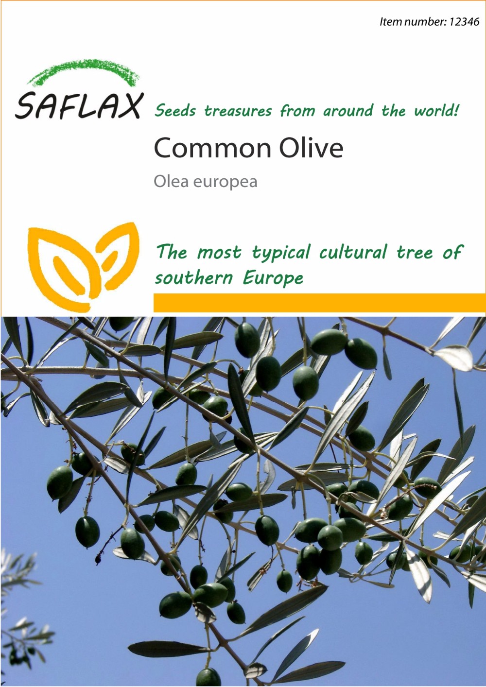 Bonsai Indoor Bonsai Olea europea SAFLAX Common Olive 20 seeds