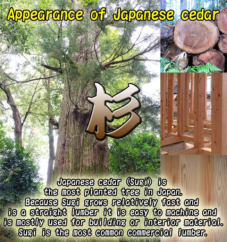 Appearenceofcedar
