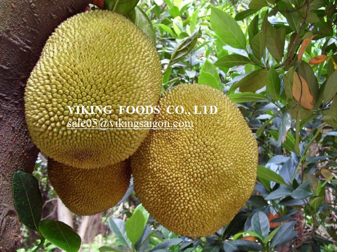eLanka This is why everyone's embracing jackfruit