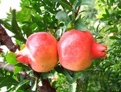 Nfc (ないから濃縮物)果物と野菜直接搾汁植物、ジュース生産ライン仕入れ・メーカー・工場