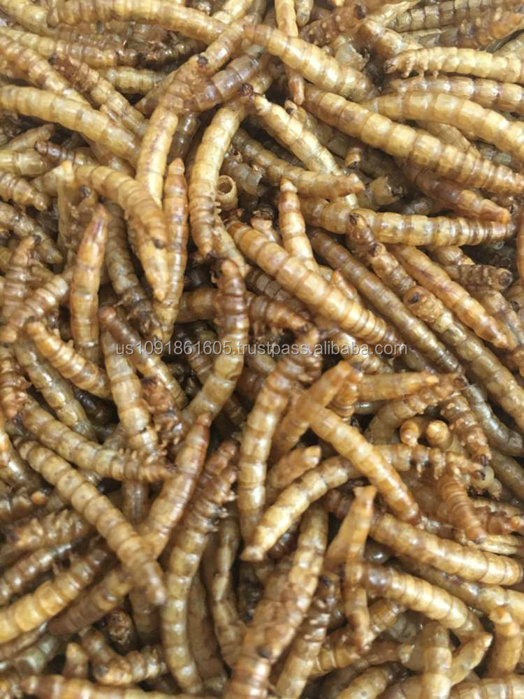 dried mealworms buy dried mealworm product on alibaba com dried mealworms buy dried mealworm product on alibaba com