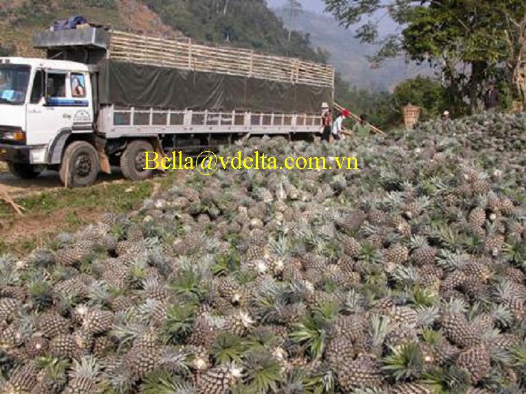 PINEAPPLE JUICE CONCENTRATE