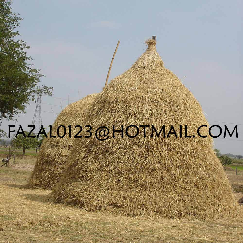 Bangladesh High Quality Rice Straw / Alfalfa Hay From Export Trade Associate With Cheap Price