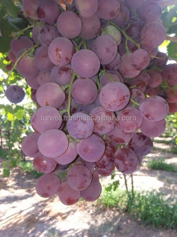 Fresh Grapes ( Superior Flame CrimsonThompson Red Globe) crops