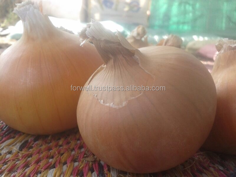 Fresh Onion ( Red - Yellow - White ) crops 2014