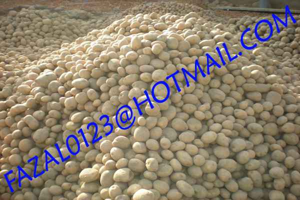 FRESH POTATO FROM EXPORT TRADE ASSOCIATE (12).jpg