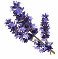 バス海塩biapharma''lavender''バイオラベンダーのアロマバス海塩問屋・仕入れ・卸・卸売り