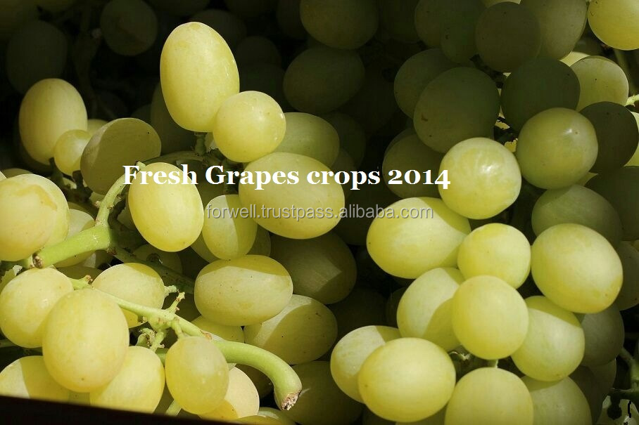 Fresh Grapes ( Superior Flame CrimsonThompson Red Globe ) crops