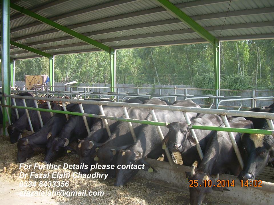 ... Dairy Farming In Pakistan - Buy Moden Shed Design For Dairy Farming