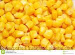 Indian Fresh Yellow Maize Crop 2014 for Best Price