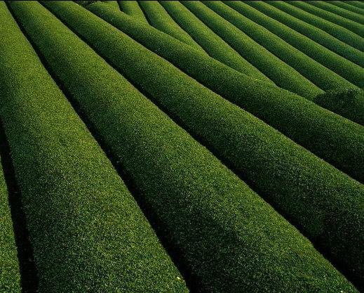 matcha002