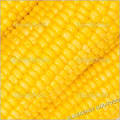 Indian Fresh Yellow Maize Crop 2014 for Best Price