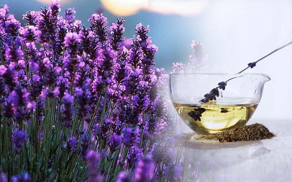 Lavander Oil Bulk