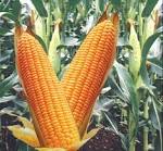 Indian Fresh Yellow Maize Crop 2014 for Best Price