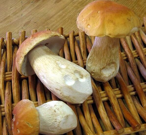 Fresh Truffle Mushroom Price Buy Truffle,Wild Boletus,Boletus Edulis
