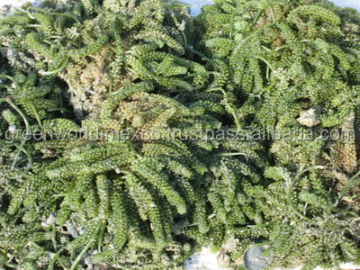 sea grape thanhpham.jpg
