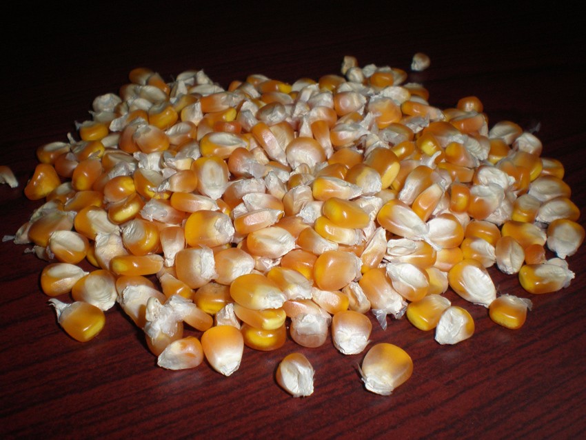 y maize.jpg