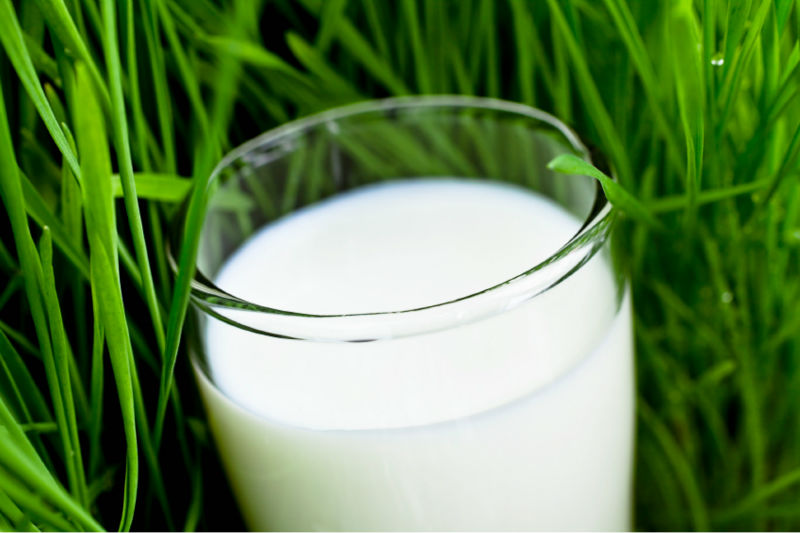 Condensed Milk Flavor SW 415 PI - Sweet and sour fat milk