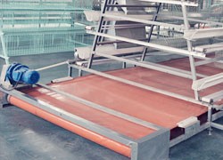 Chicken layer cage manure removal system