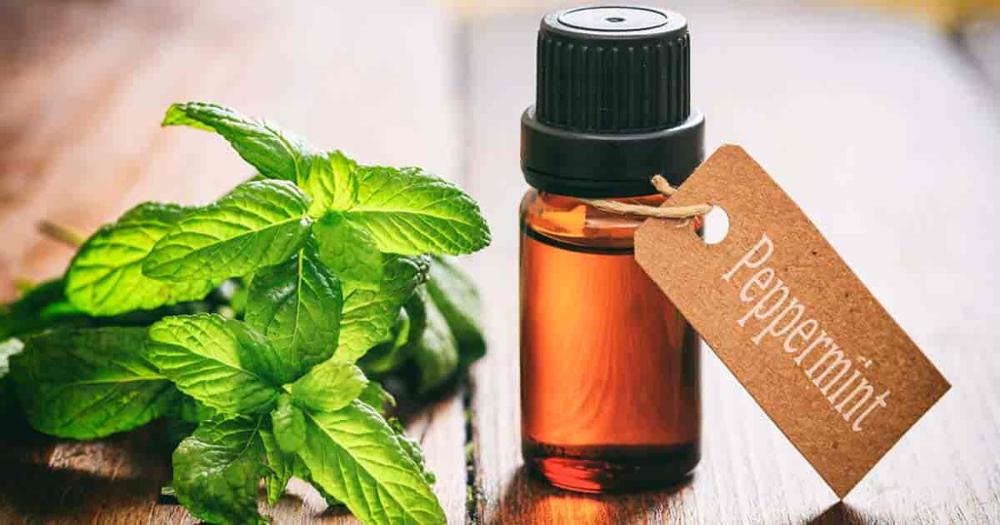 100% pure and bulk peppermint essential oil prices with free