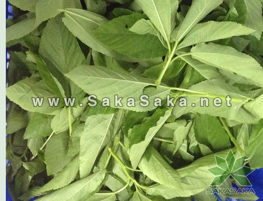 jute-leaves_15.jpg