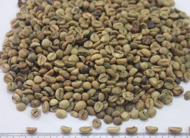 a-Vietnam Robusta Coffee Grade 1 Screen 18.jpg
