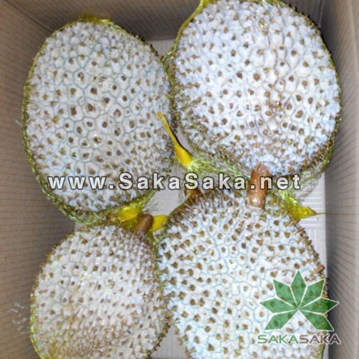 frozen-durian-whole