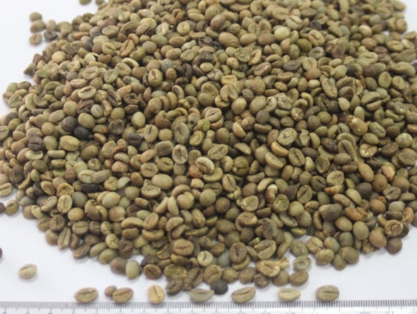 a-Vietnam Robusta Coffee Grade 1 Screen 16.jpg